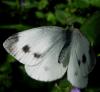Pieris mannii